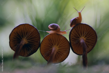 snail with fungus