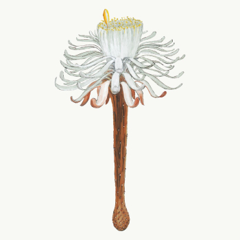 Snake cactus flower illustration, aesthetic | Free Vector Illustration - rawpixel