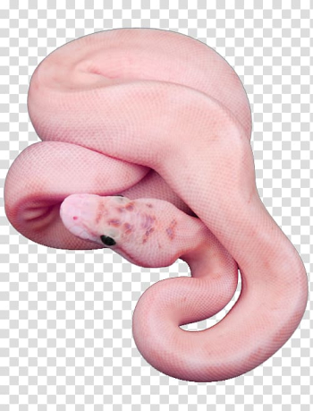 Snake Editing We Heart It, snake transparent background PNG clipart Snake Editing We Heart It, snake transparent background PNG clipart