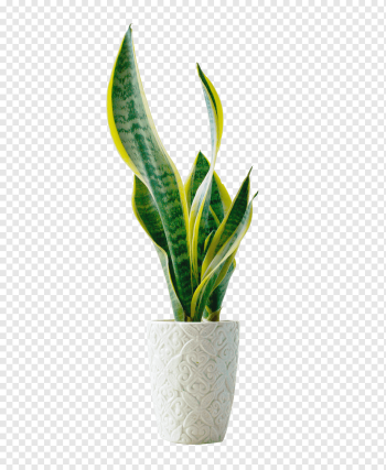 snake plant in gray pot, Bonsai Flowerpot Template, Potted green plants, leaf, plant Stem, green Apple png