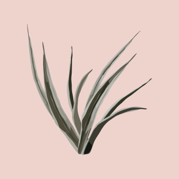 Snake plant sticker, houseplant botanical | Free PSD - rawpixel Snake plant sticker, houseplant botanical | Free PSD - rawpixel