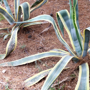 Snake Plants Snake Plants