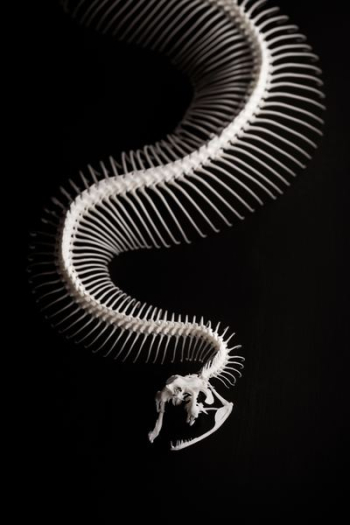 snake skeleton snake skeleton