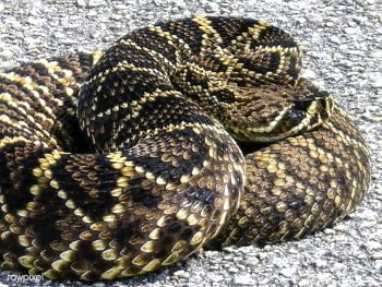 Snake spotted near Launch Pad 39B at NASA&#39.. | Free public domain photo - 440924