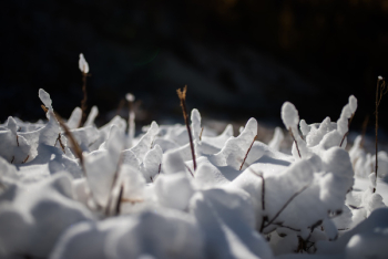 Snow Snow