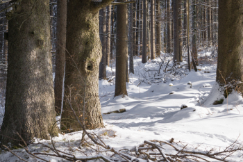 Snow Covered Forest