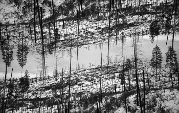 Snow covered forest with pine | Free Photo - rawpixel