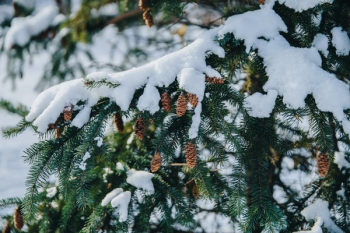 Snow Covered Pine Tree Branch Snow Covered Pine Tree Branch