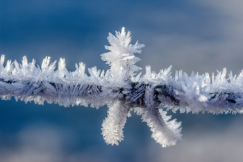 Snow Covered Stick