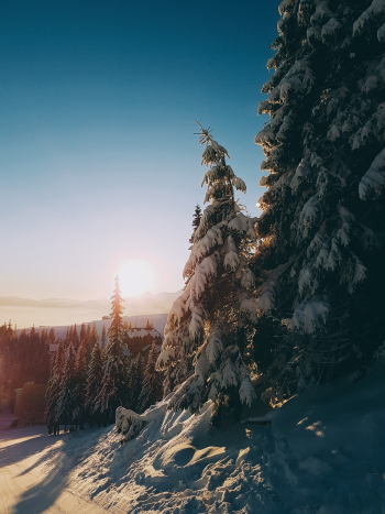 Snow Covered Trees