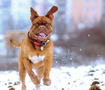 Snow, Dog, De, Bordeaux, Mastiff, Winter, Puppy, Funny