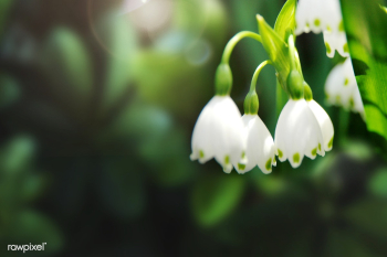 Snow drop flower | Free stock photo - 588021