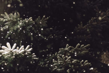 snow fall on tree snow fall on tree