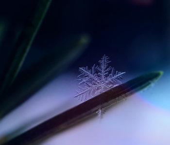Snow Flakes