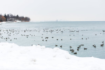Snow Geese On Icy Water Snow Geese On Icy Water