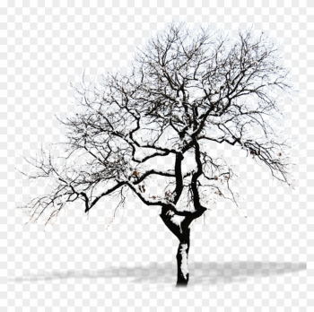 Snow Tree Branch - Winter Tree Png