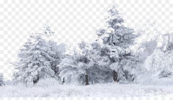 Snow Tree Winter Birch Wallpaper - Snow Snow Tree Winter Birch Wallpaper - Snow
