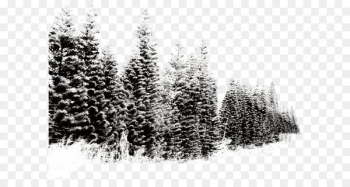 Snow Tree - Winter landscape snow tree Snow Tree - Winter landscape snow tree