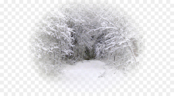 Snow Winter Blizzard Tree Rain - winter-kids Snow Winter Blizzard Tree Rain - winter-kids