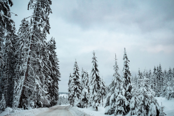Snowcapped Forest Snowcapped Forest
