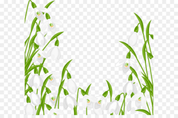 Snowdrop Clip art - Snowdrops Decoration PNG Clipart 