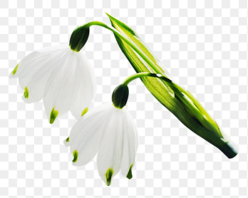 Snowdrop flowers png sticker, transparent | Free PNG - rawpixel