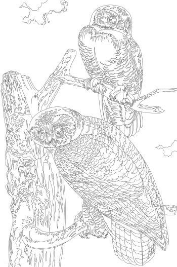 Snowy Owl from Birds of America (1827) by Joh.. | Free stock vector - 462514 Snowy Owl from Birds of America (1827) by Joh.. | Free stock vector - 462514