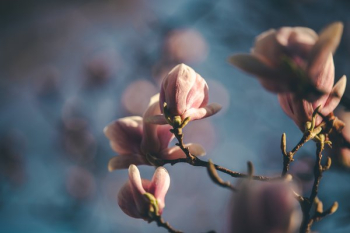 Soft Magnolia Blooms Soft Magnolia Blooms