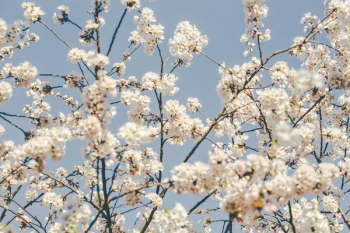 Softly Lit Cherry Blossom Branches Softly Lit Cherry Blossom Branches