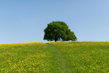Solitary Tree on a Green Hill Solitary Tree on a Green Hill