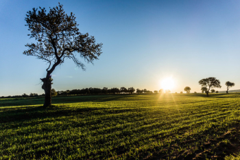 Solitary Tree on Field at Sunrise Solitary Tree on Field at Sunrise