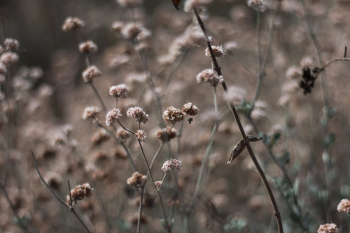 Solstice Canyon. Original public domain | Free Photo - rawpixel