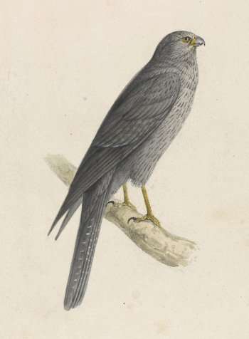 Sooty Falcon | Free Photo - rawpixel Sooty Falcon | Free Photo - rawpixel