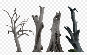 Source - Fc04 - Deviantart - Net - Report - Dead Tree - Dead Tree Png