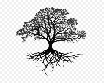 Southern live oak Drawing Tree Sketch - tree Southern live oak Drawing Tree Sketch - tree