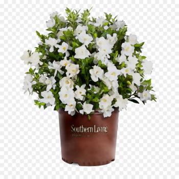 Southern Living Plant Collection Shrub Cape jasmine Gardenia thunbergia Tree -  