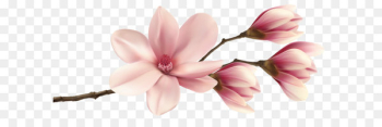 Southern magnolia Clip art - Spring Magnolia Branch PNG Clip Art Image 