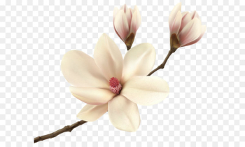 Southern magnolia Flower Magnolia fraseri Tree Floristry - White Spring Magnolia Branch PNG Clip Art Image 