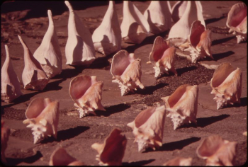 Souvenir Seashells Are Lined Up | Free Photo - rawpixel Souvenir Seashells Are Lined Up | Free Photo - rawpixel