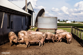 Sows in a pigpen jostle for food and water on.. | Free public domain photo - 422060