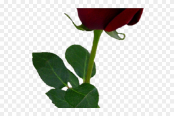 Spain Clipart Red Rose - Red Rose Png Aesthetic Spain Clipart Red Rose - Red Rose Png Aesthetic