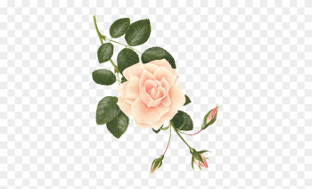 Séparateur - Botanical Drawing Of A Rose Séparateur - Botanical Drawing Of A Rose
