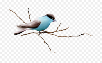 Sparrow, Bird, Finches, Branch PNG Sparrow, Bird, Finches, Branch PNG