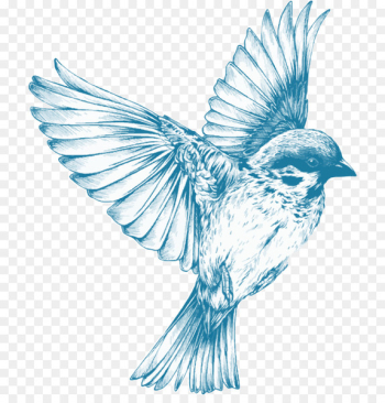 Sparrow Bird Swallow Drawing Sketch - sparrow Sparrow Bird Swallow Drawing Sketch - sparrow