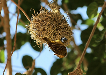 Sparrow Making Nest Sparrow Making Nest