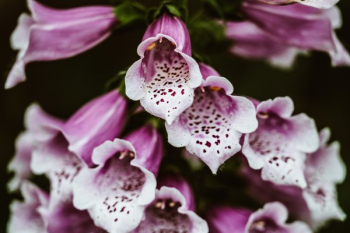 Speckled Purple Bell Flower Speckled Purple Bell Flower