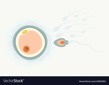 sperm running to egg human fertility concept