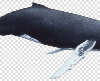 Sperm whale Killer whale Humpback whale Fin whale, whale watercolor transparent background PNG clipart