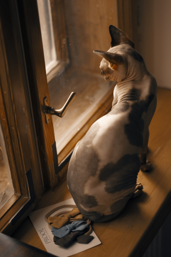 Sphinx Cat by Glass Window Sphinx Cat by Glass Window