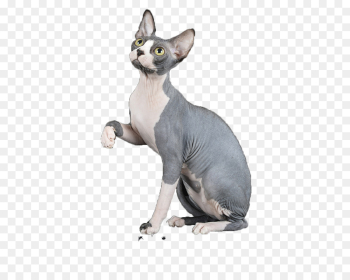 Sphynx Cat, Donskoy, Devon Rex, Cat, Mammal PNG Sphynx Cat, Donskoy, Devon Rex, Cat, Mammal PNG